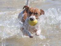 FB体育赛事-美国网球队碾压法国网球队，穆雷高光表现